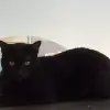 Gato adulto para adoção 