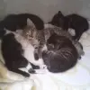 Gatinhos para adoção 