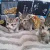 gatinhos encontrados