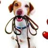 3ª Edição - Cãominhar por amor não cansa