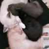 Ofereço gatinhos 