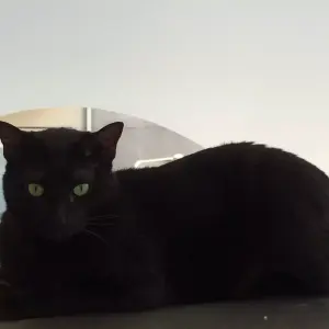 Gato adulto para adoção 