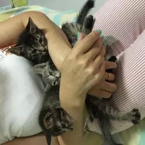 gatinhos para adoção 