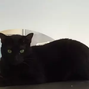 Gato adulto para adoção 