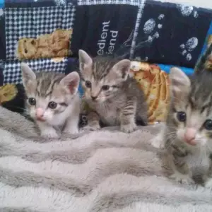 gatinhos encontrados