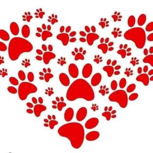 Campanha de Adoção Animal e Angariação de Fundos
