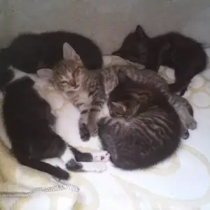 Gatinhos para adoção 