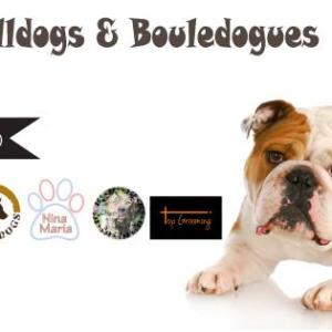 Cãovivio de Bulldogues e Bouledogues