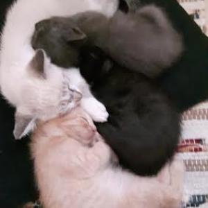Ofereço gatinhos 