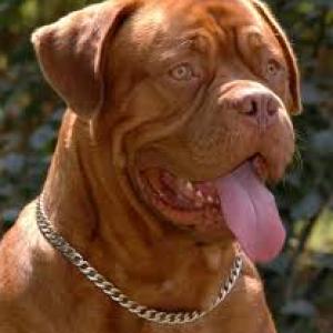 Dogue de Bordéus (CAC-QC)