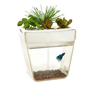 Aquafarm - Unique Fish Garden