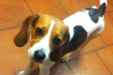 Vamos encontrar o Rookie