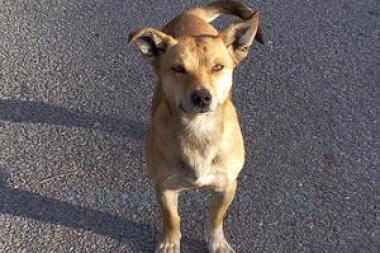 Cão desaparecido em Gaia