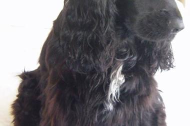 Encontrado sexta feira (8/1) à tarde no Guincho em Cascais