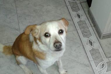 Desaparecido em S. João do Estoril