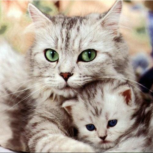 Gatos