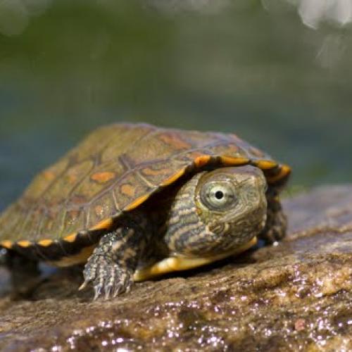 Répteis
