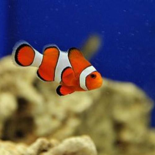 Peixes