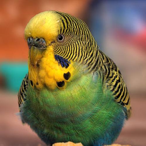 Aves