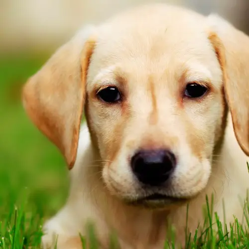 Cães