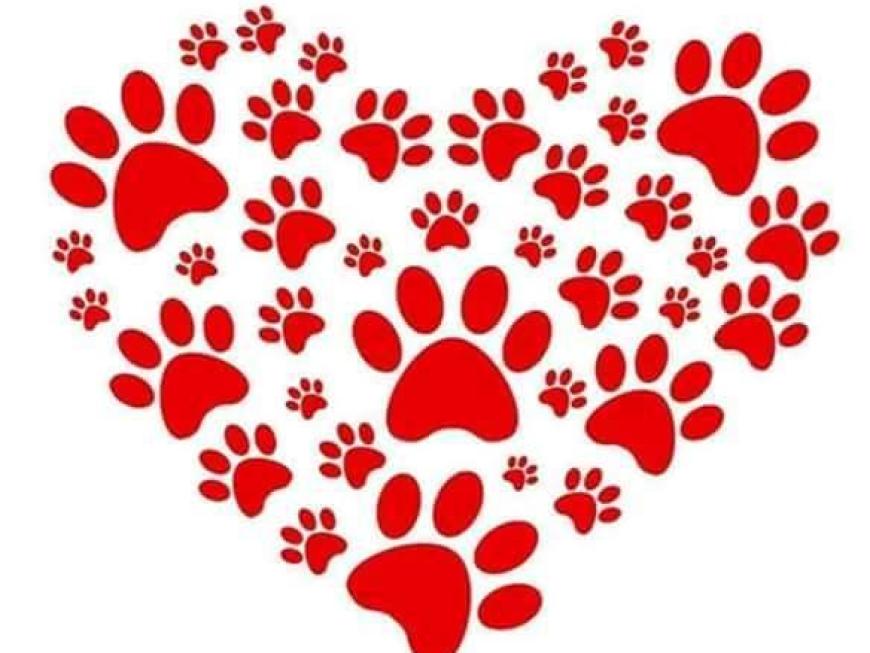 Campanha de Adoção Animal e Angariação de Fundos