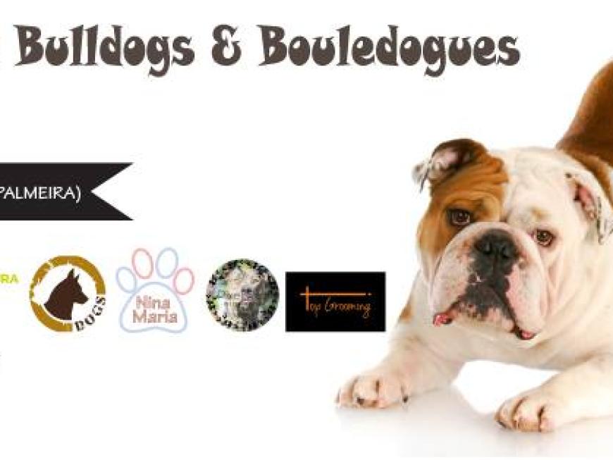 Cãovivio de Bulldogues e Bouledogues