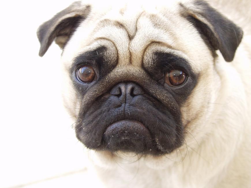 Otto