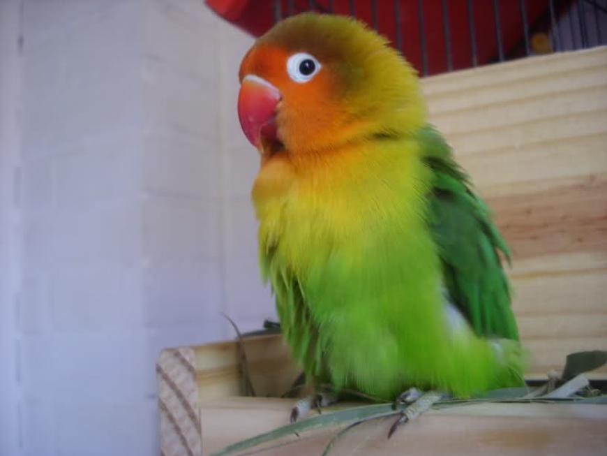 Calista
