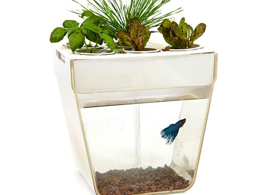 Aquafarm - Unique Fish Garden