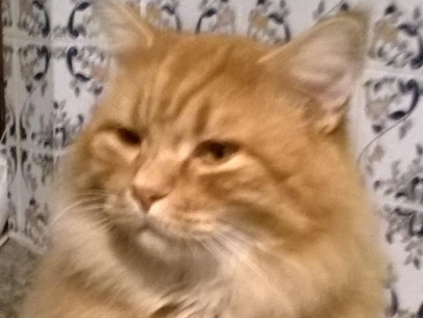 Garfield