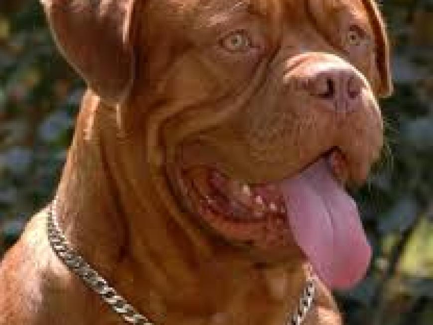 Dogue de Bordéus (CAC-QC)