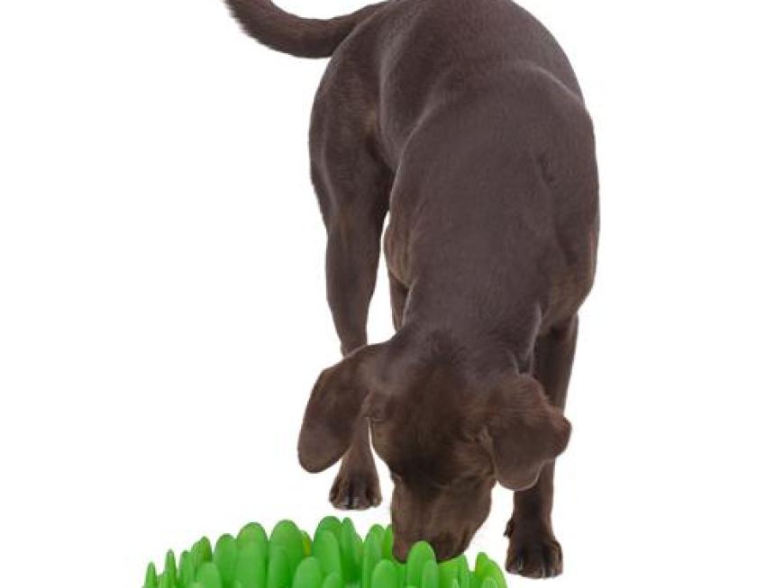 Green Interactive Pet Feeder