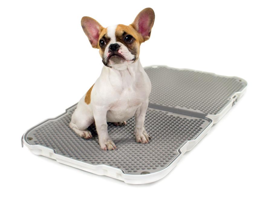 Shake Dog Potty from Modko